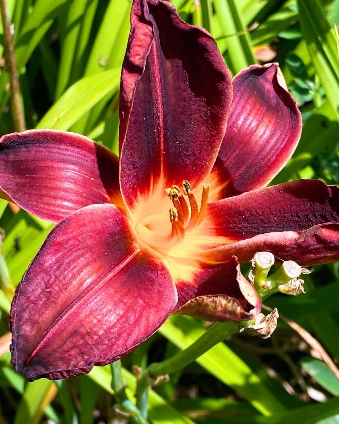 Daylilies (Hemerocallis spp.)