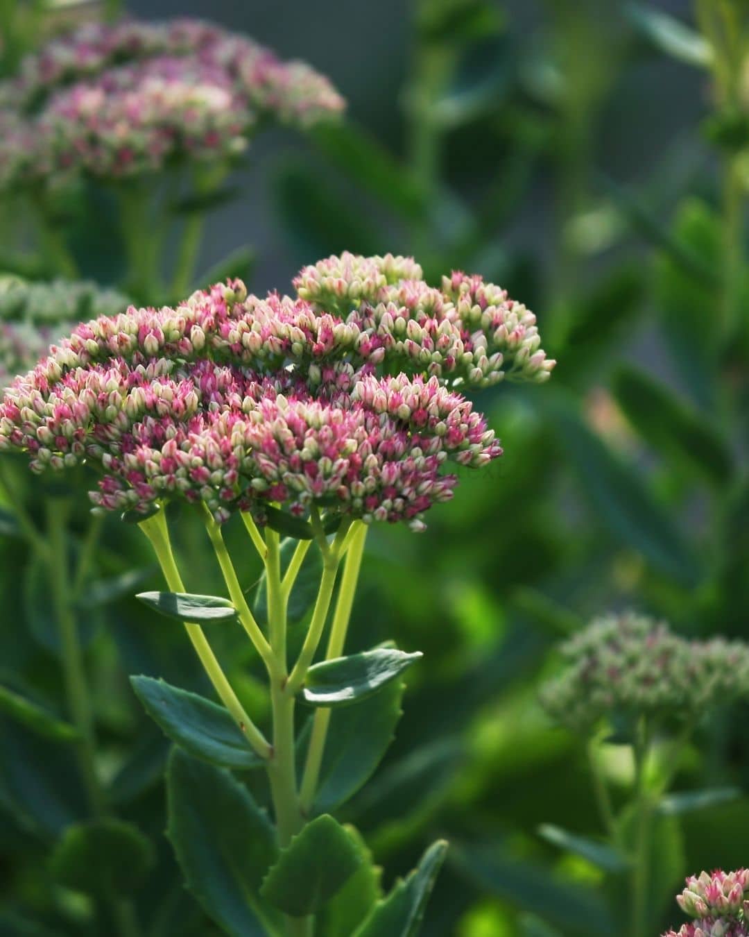Autumn Joy sedum flower heads