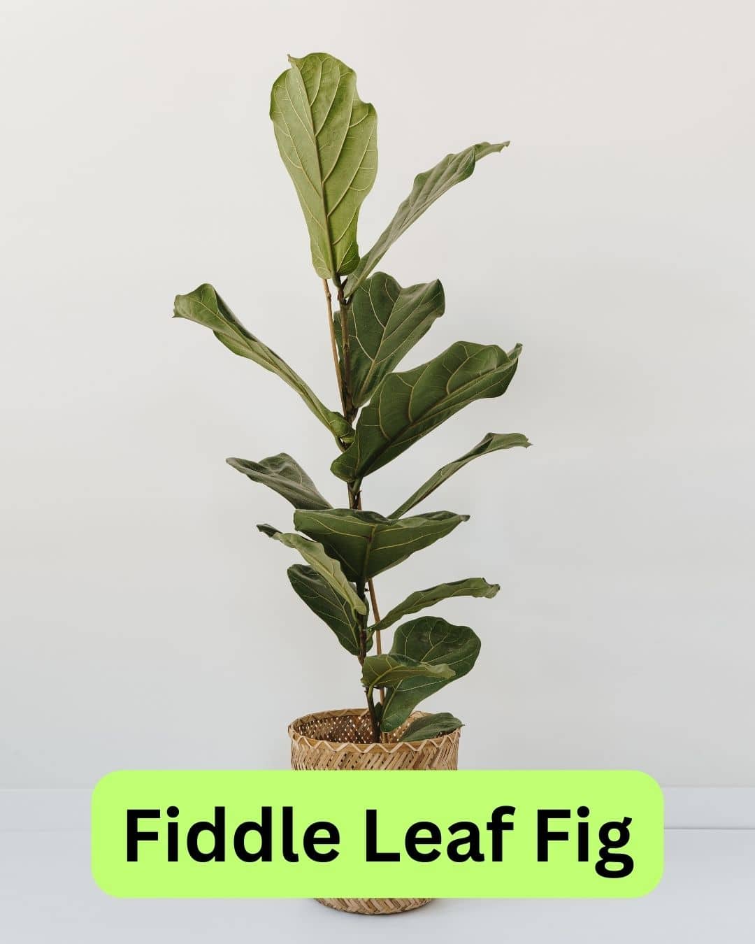 Fiddle leaf fig (Ficus lyrata) with large glossy leaves