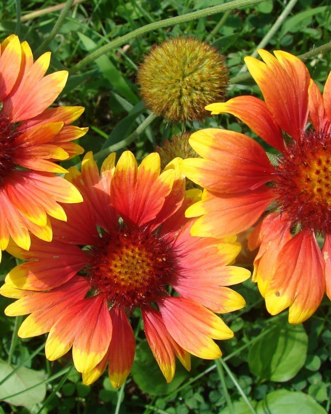 Blanket flowers (Gaillardia aristata)