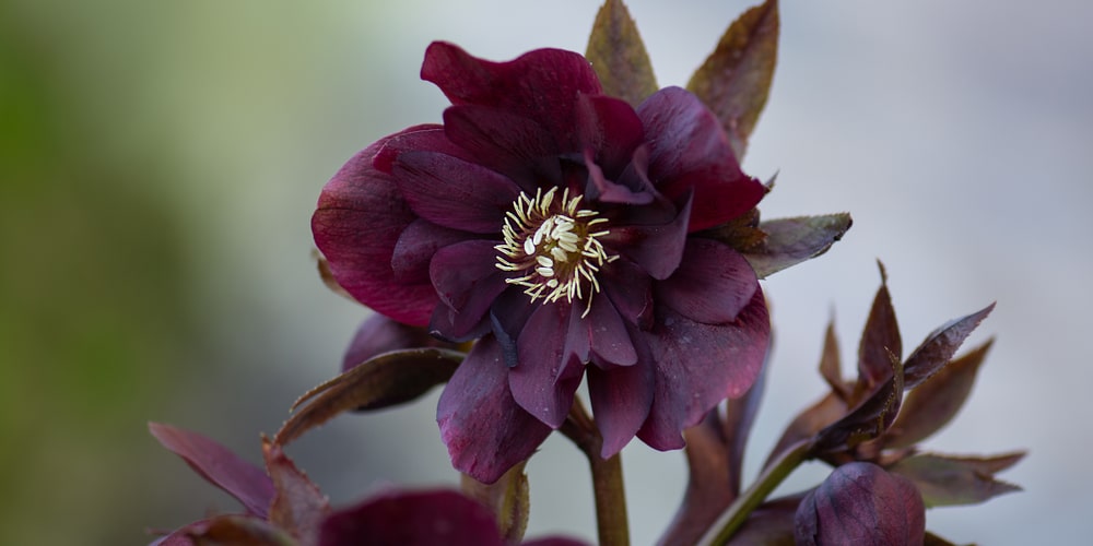 Hellebore (Helleborus) flowers