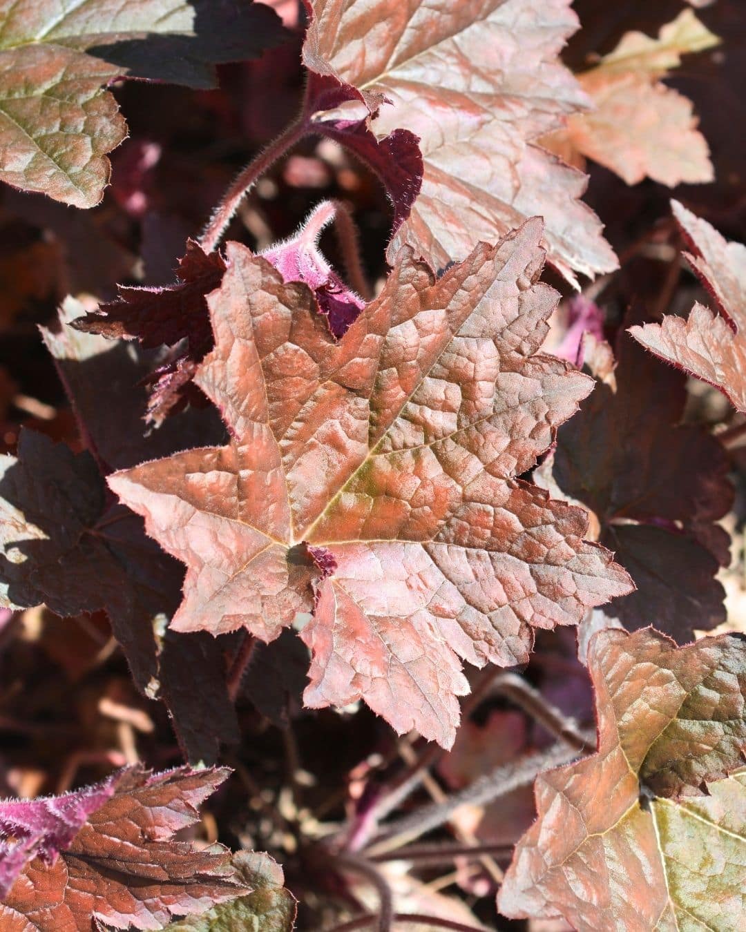 Coral bells (Heuchera) foliage