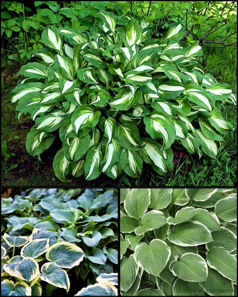Hostas (Hosta spp.)