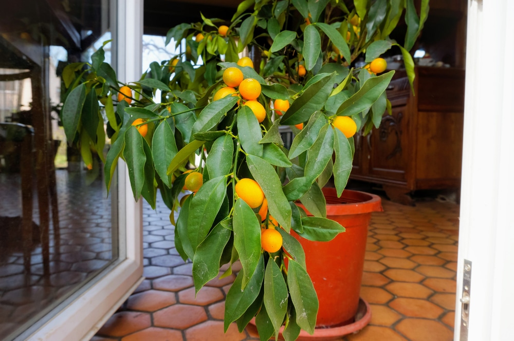 Indoor lemon tree growing in a container