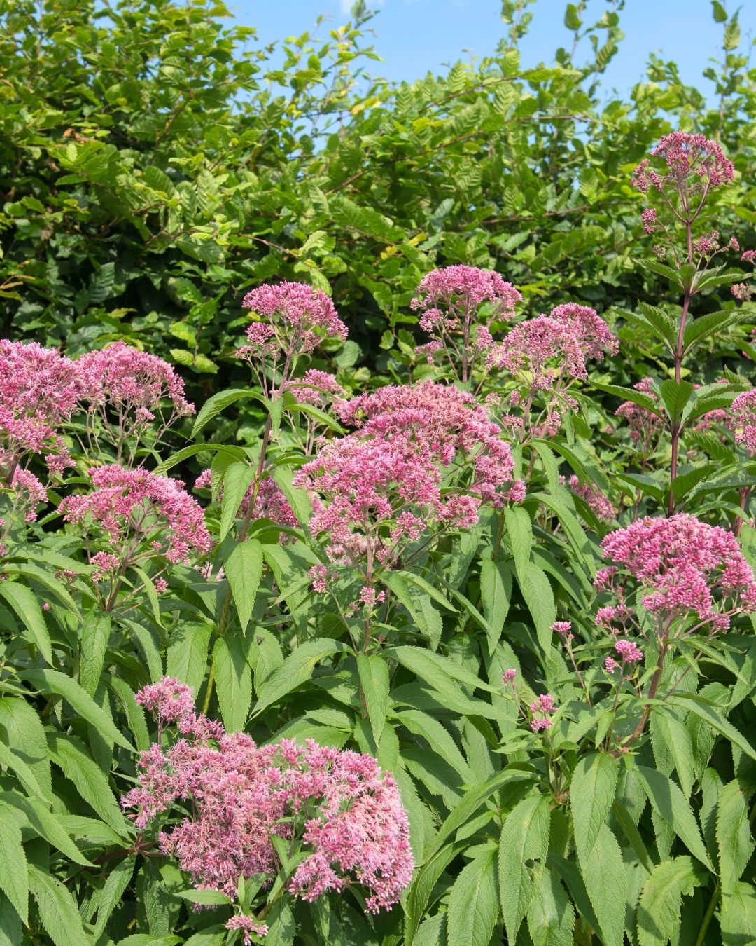 Joe Pye weed (Eutrochium)