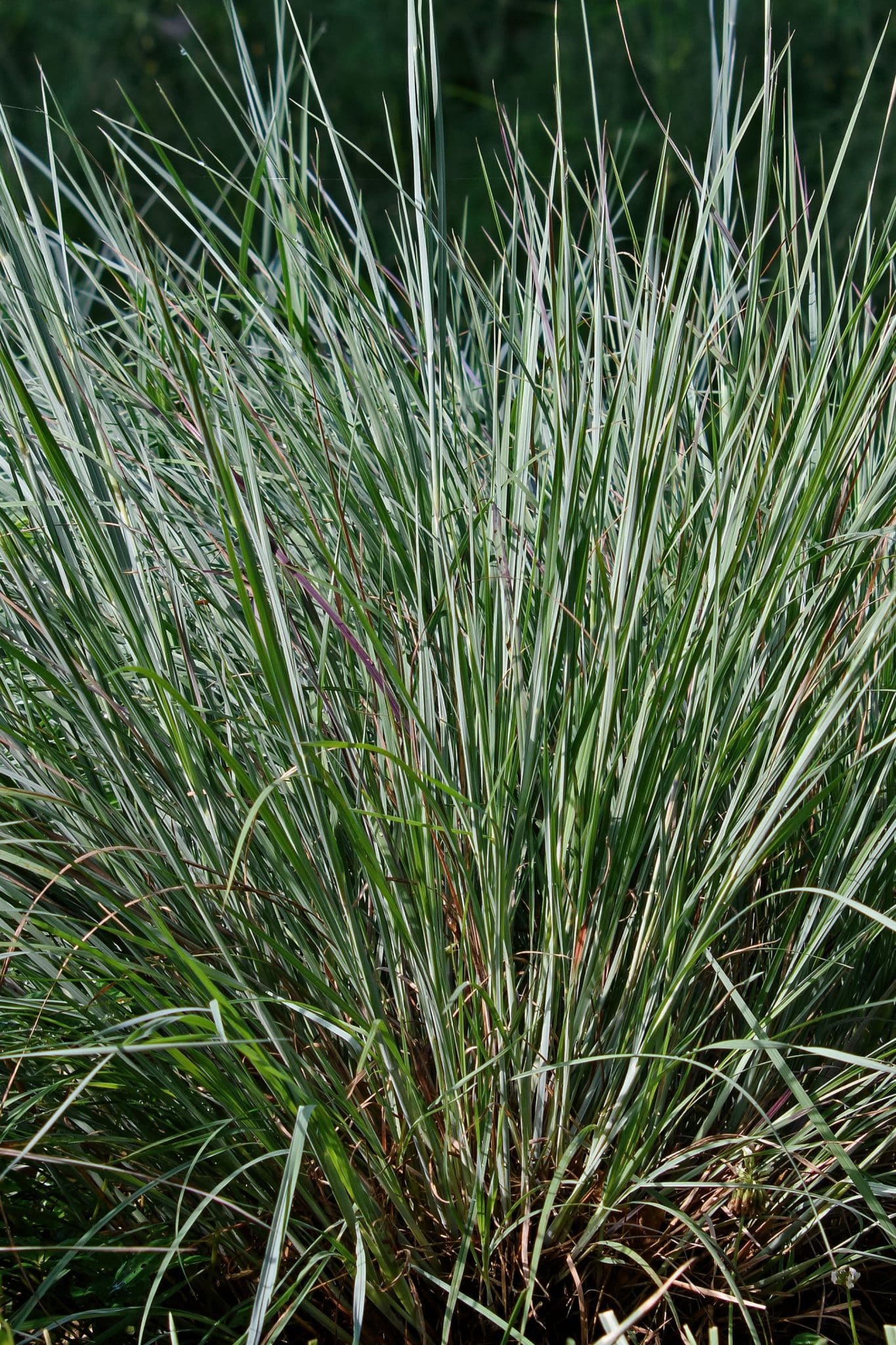 Little bluestem (Schizachyrium scoparium)
