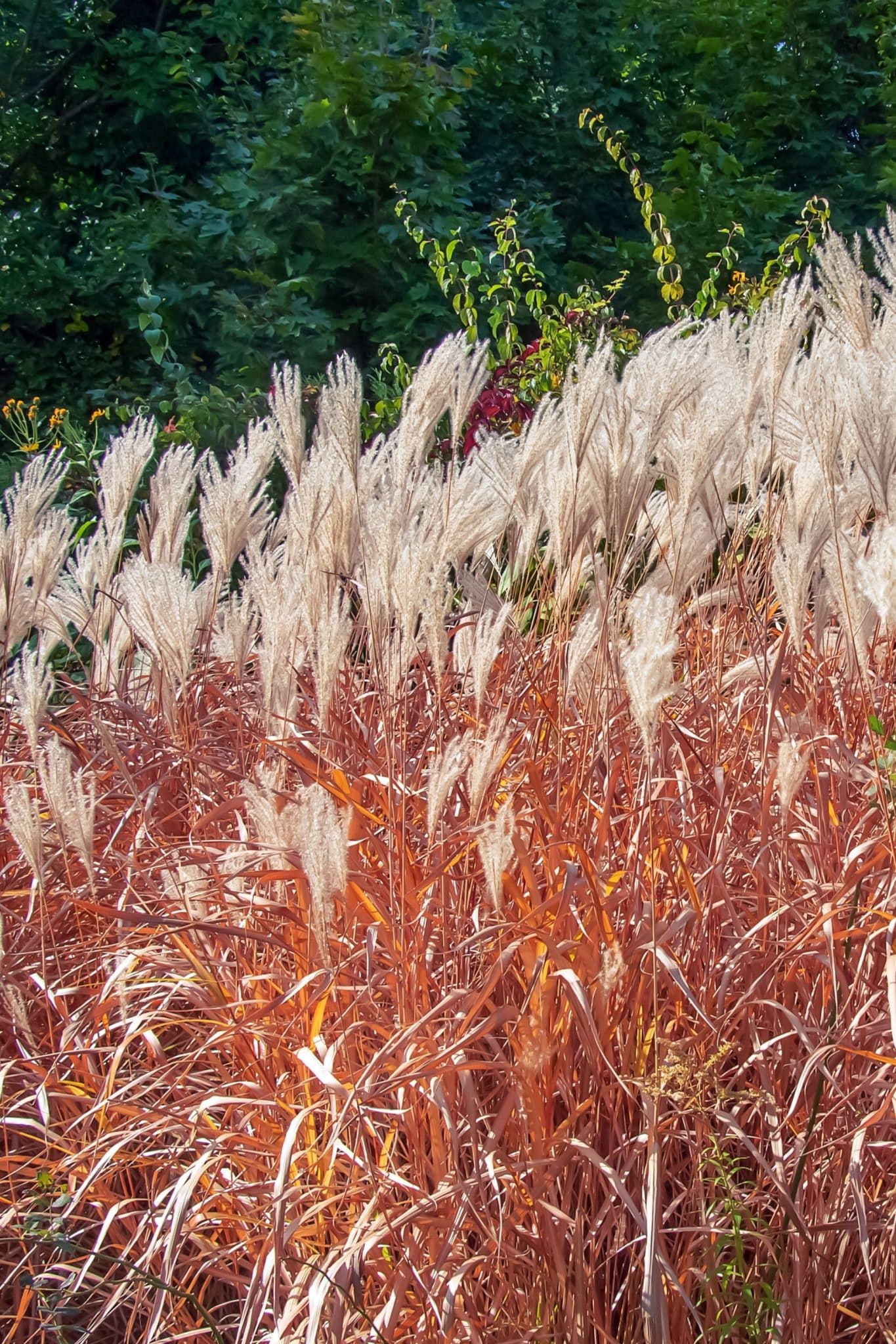 Maiden grass (Miscanthus sinensis)