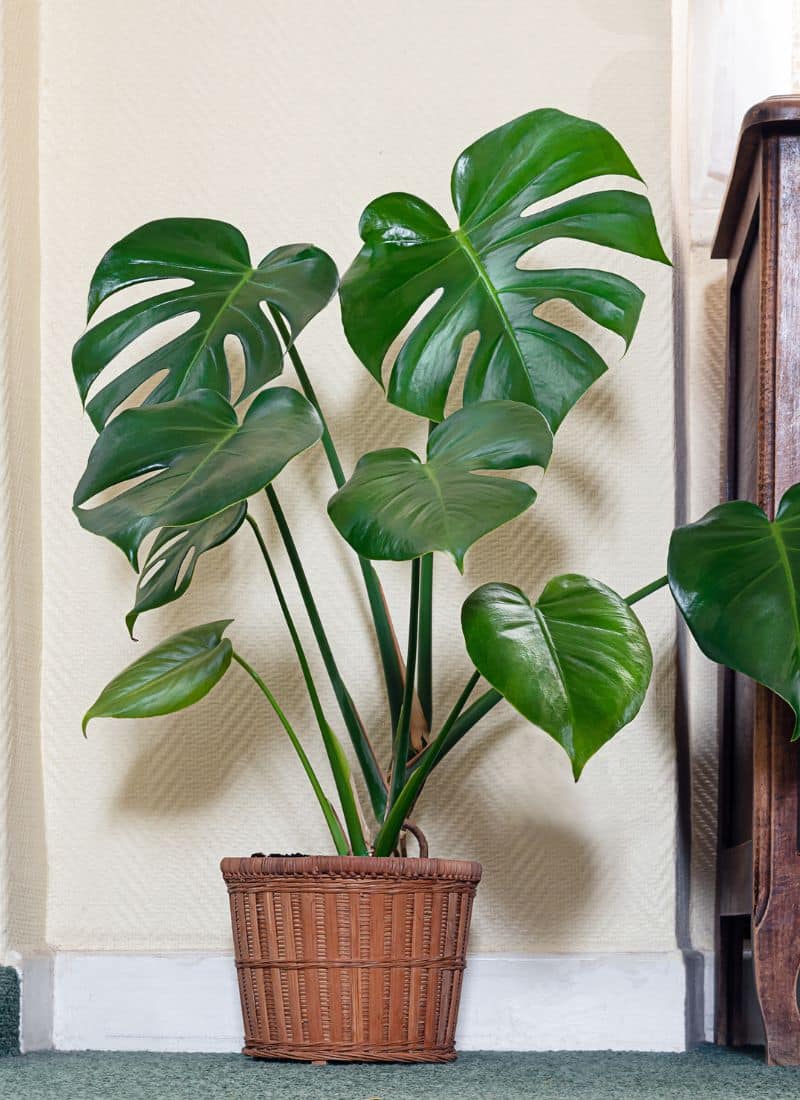 Monstera deliciosa with split leaves