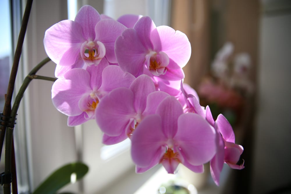 Phalaenopsis orchid (moth orchid) in a pot