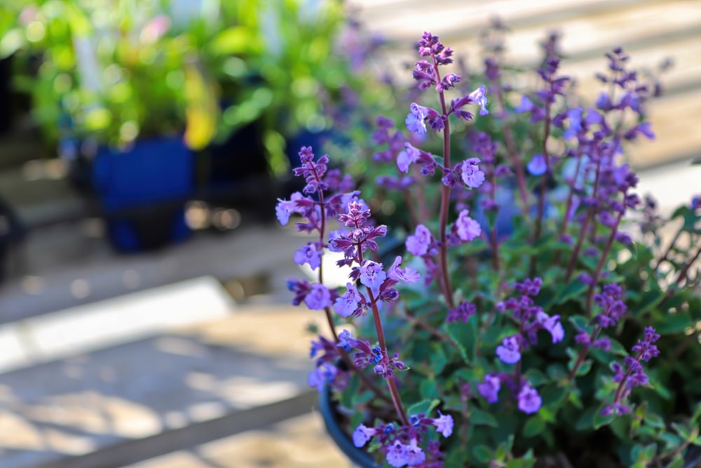 Catmint flowering