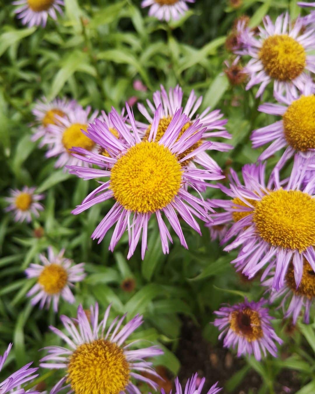 New England aster blooms