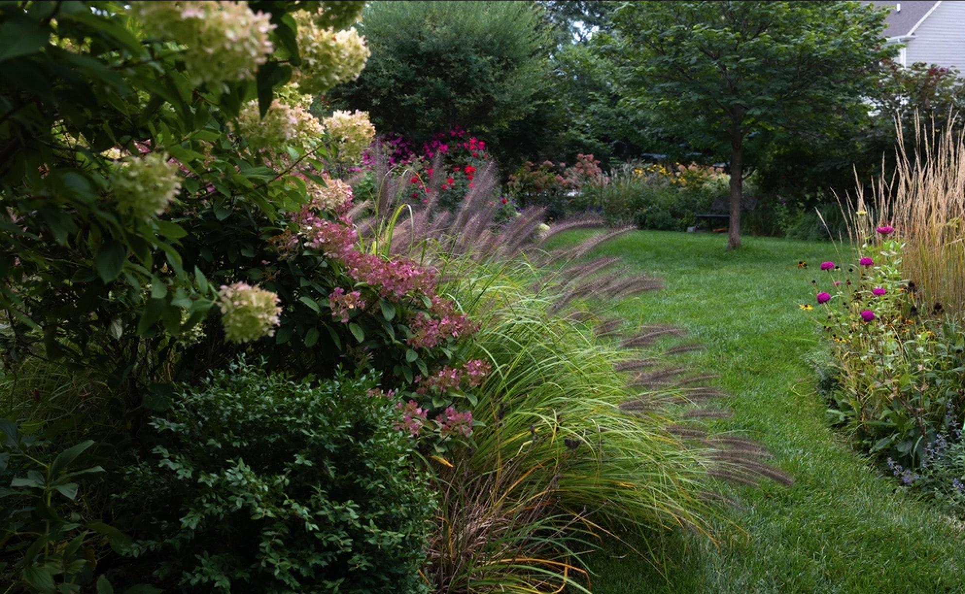 Ornamental grasses in a landscape bed
