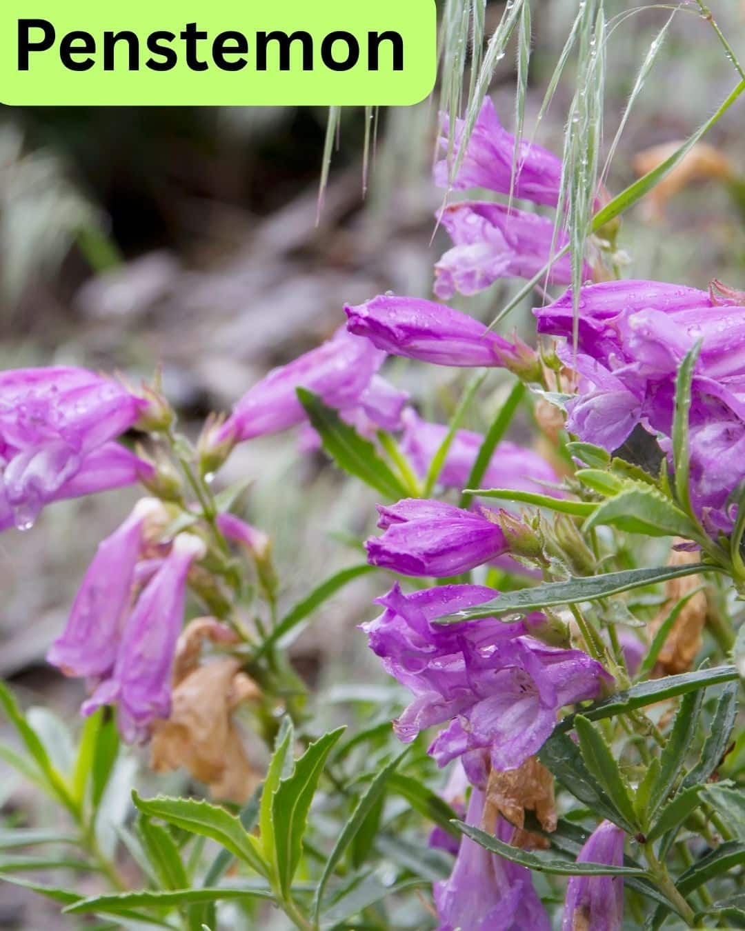 Mixed perennial garden bed