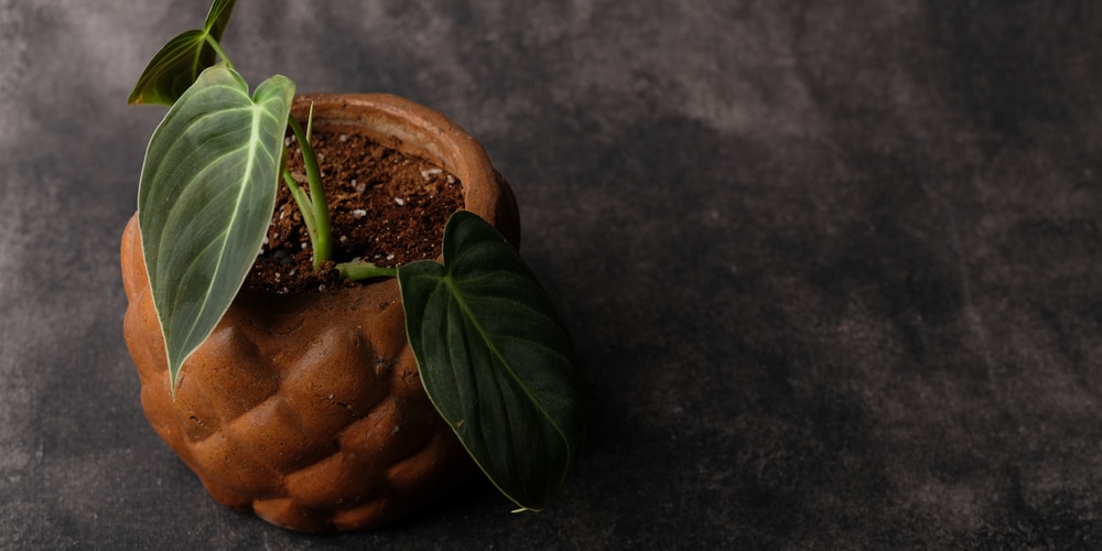 Repotting a houseplant into fresh potting mix