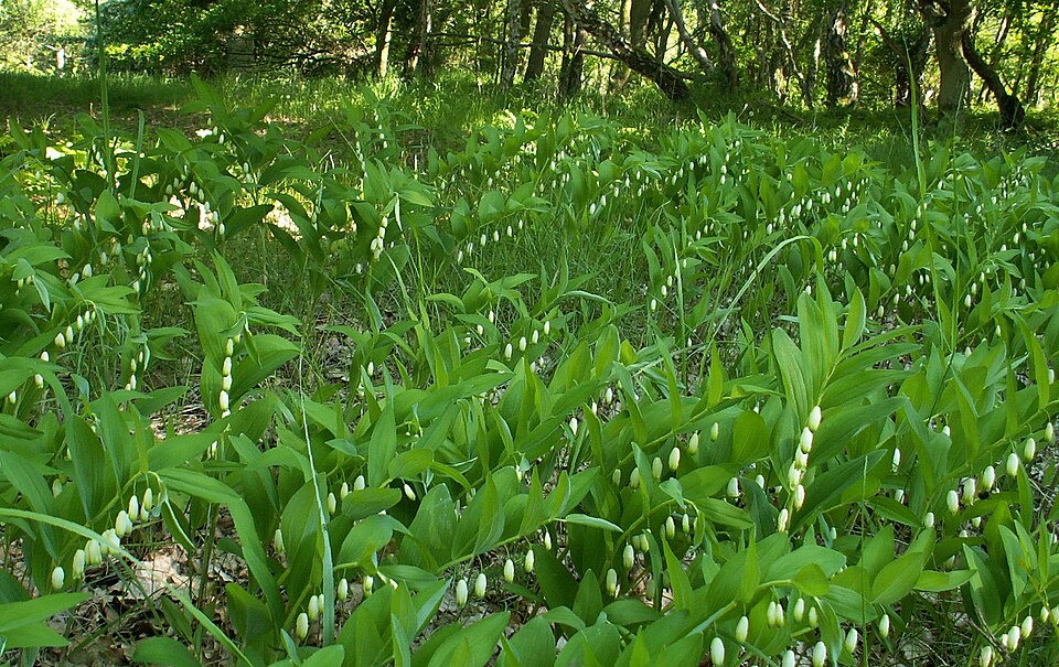 Solomon’s seal (Polygonatum odoratum)