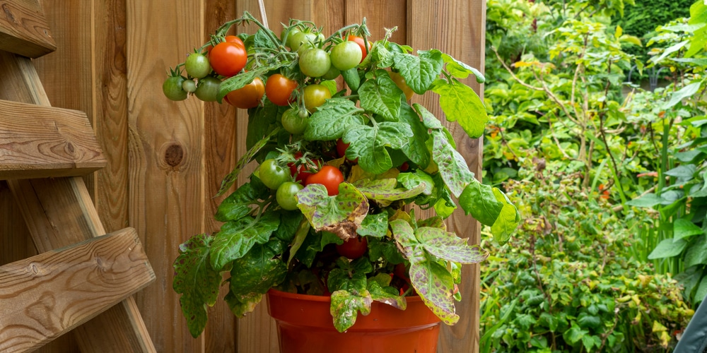Tomato plant growing in a container
