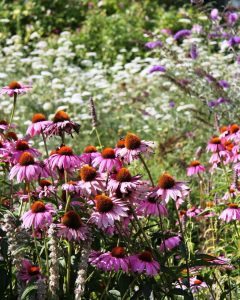 Purple coneflowers blooming in a sunny garden