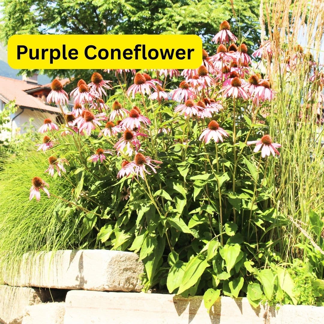 Purple coneflowers (Echinacea purpurea)