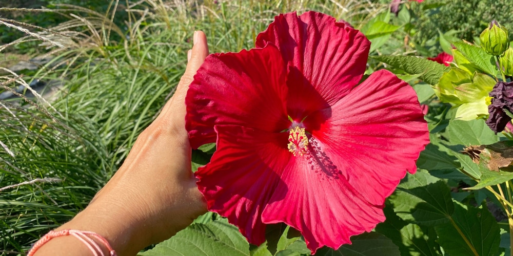 Hardy hibiscus (Hibiscus moscheutos)