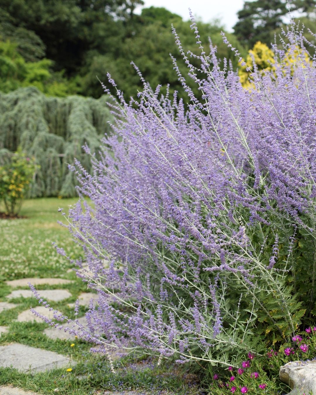 Russian sage with purple blooms