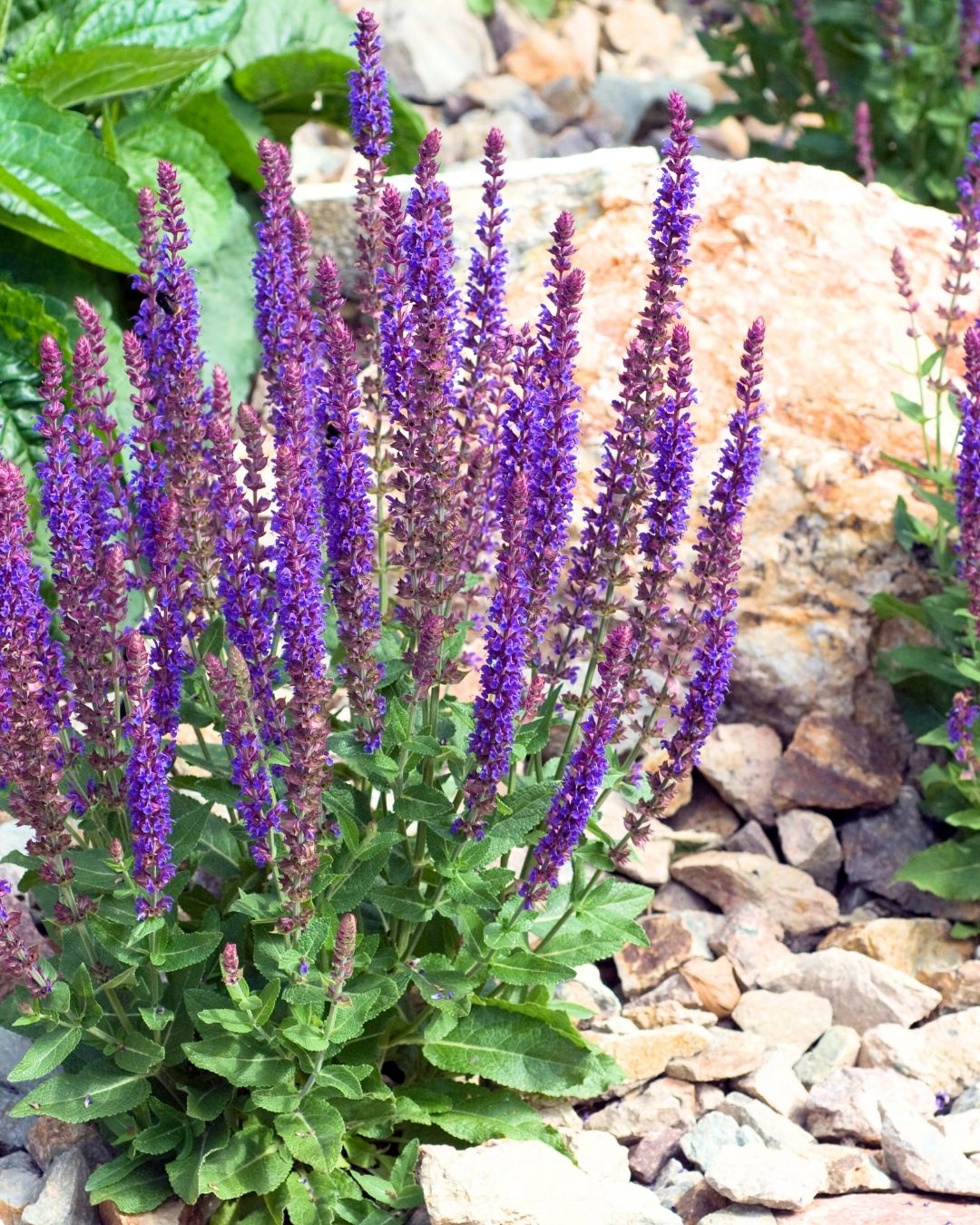 Meadow sage (Salvia nemorosa) flower spikes