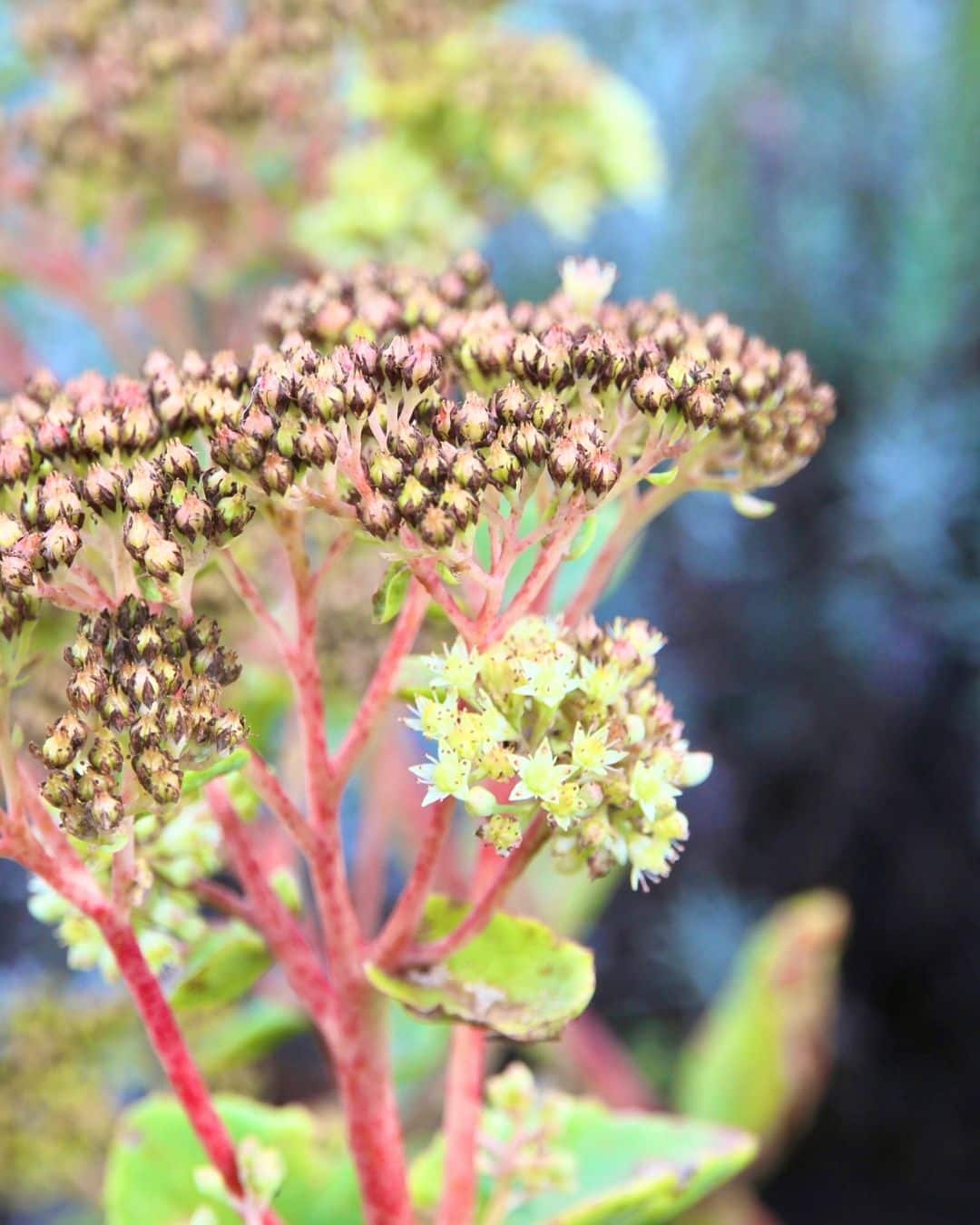 Sedums (Hylotelephium ‘Autumn Joy’ types)
