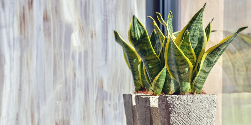 Snake plant (Dracaena trifasciata) in a pot
