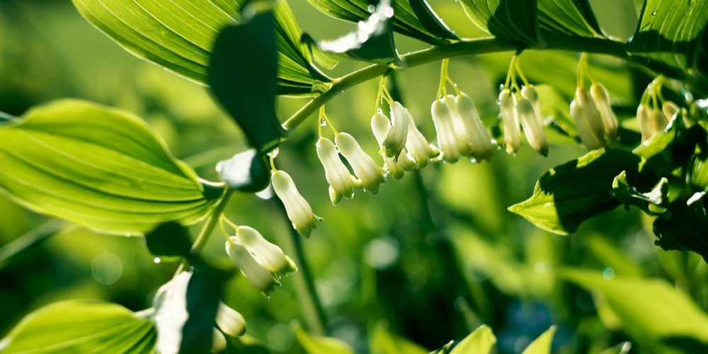 Solomon’s seal (Polygonatum)