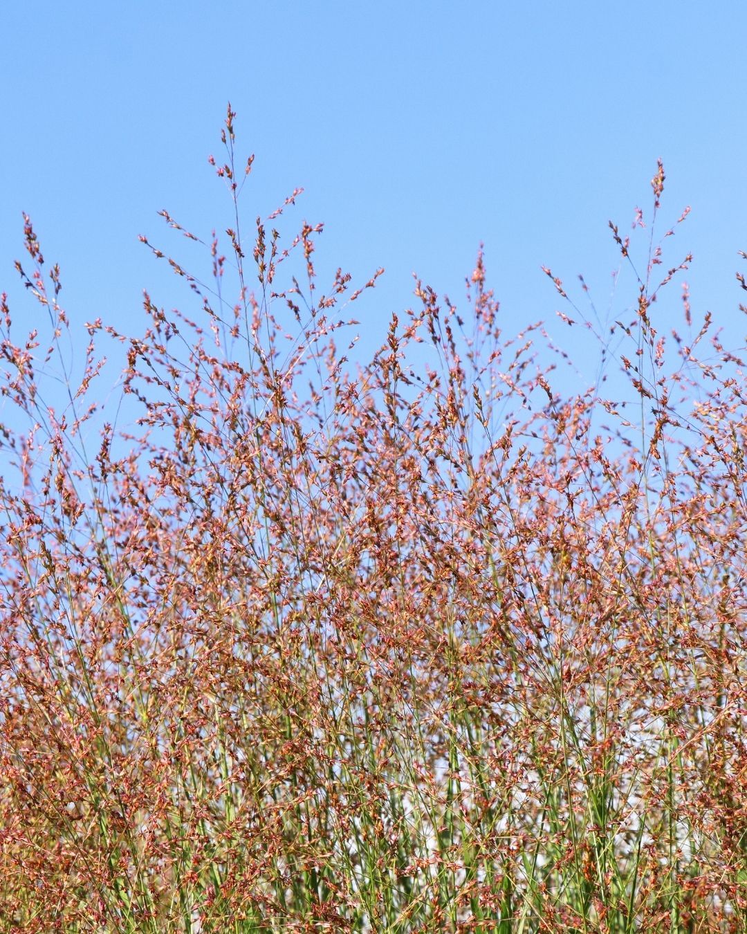 Switchgrass (Panicum virgatum)