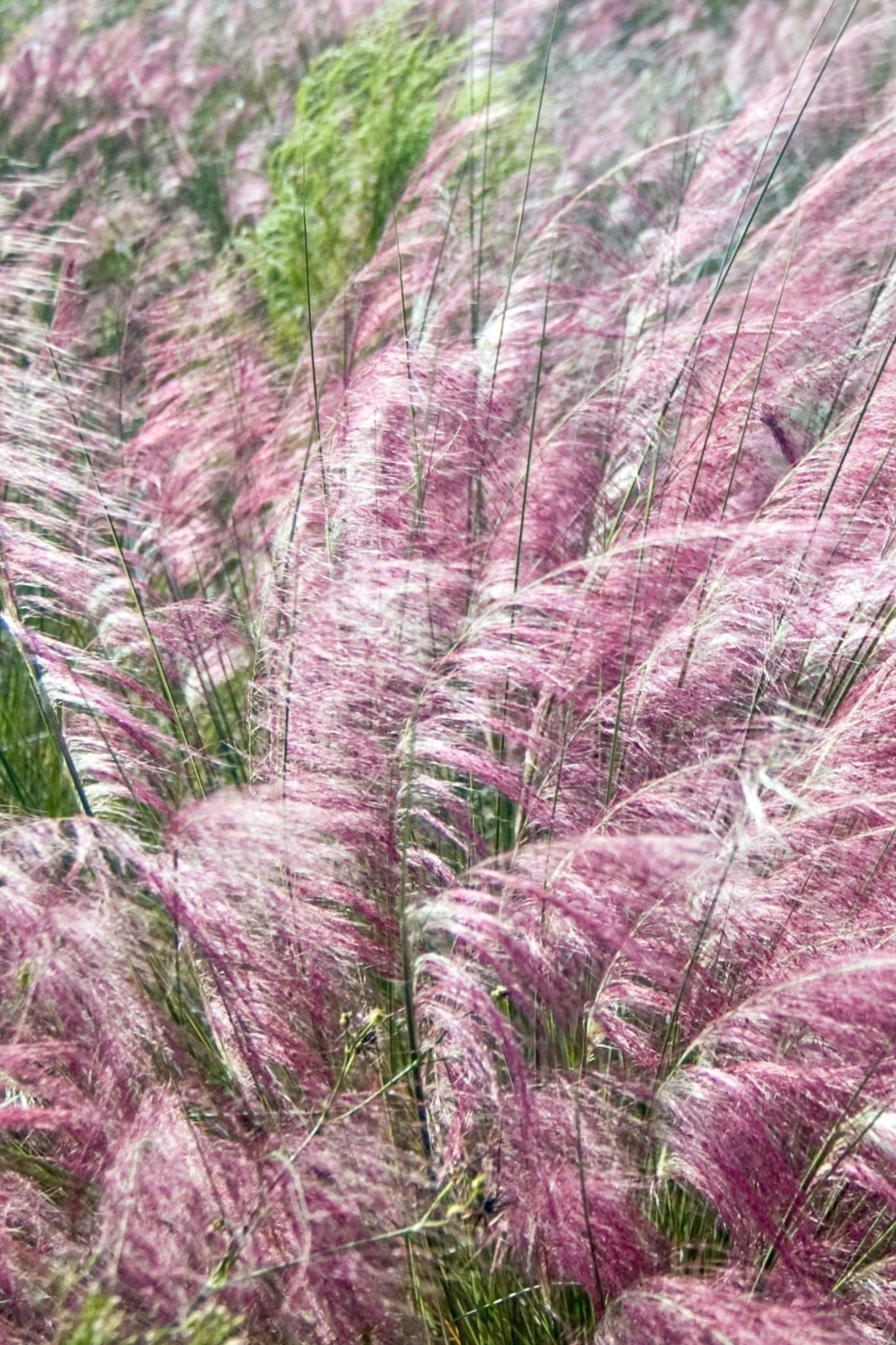 Switchgrass in a landscape bed