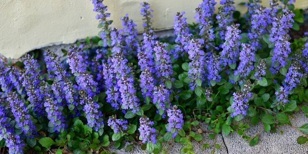 Ajuga (Ajuga reptans)