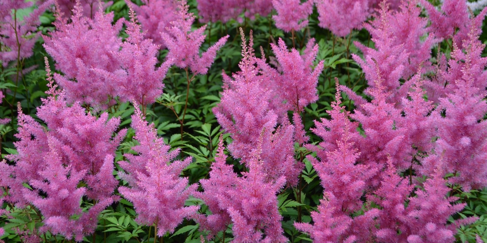 Astilbe plumes