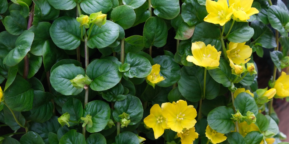 Creeping Jenny (Lysimachia nummularia)