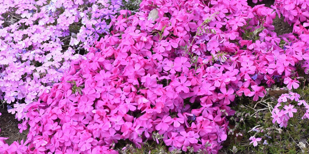 Creeping phlox (Phlox subulata)