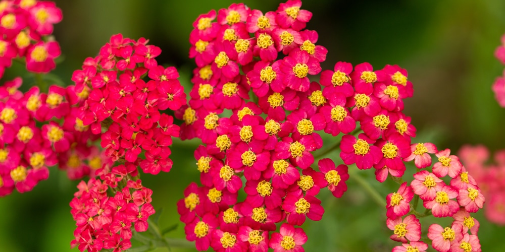 Yarrow (Achillea) in bloom