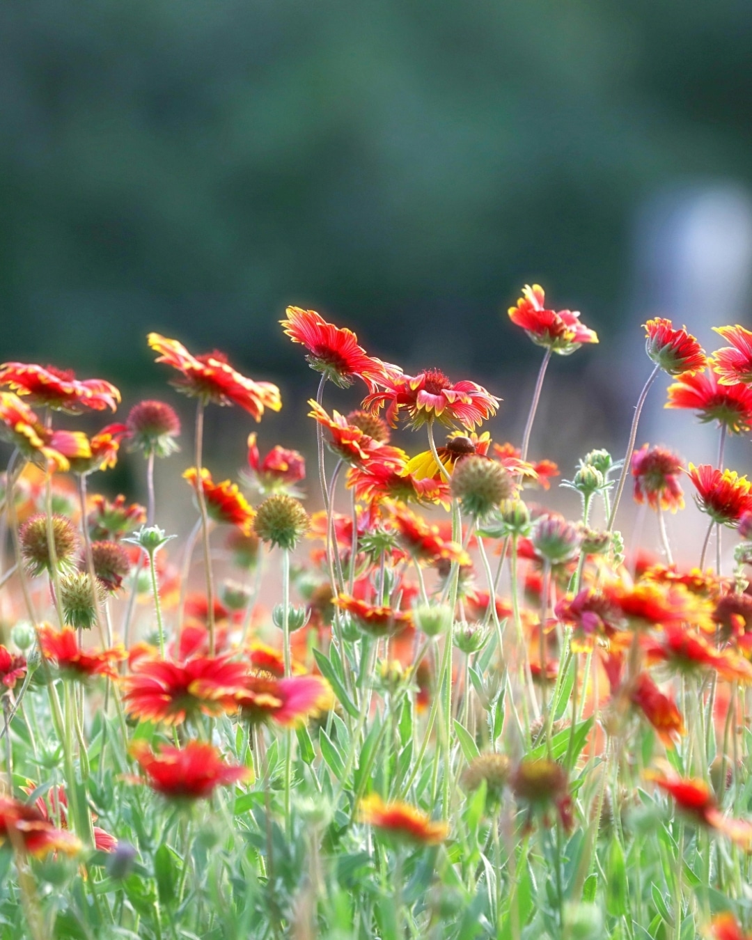 Blanket flowers blooming in a sunny summer garden