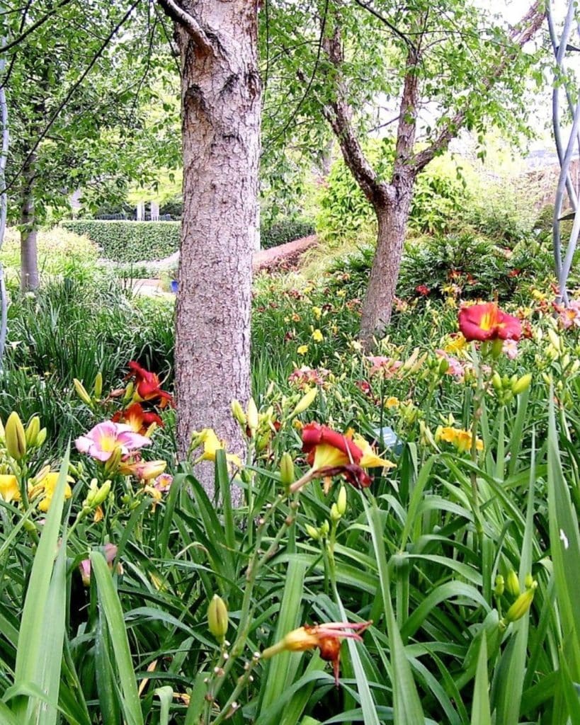 Daylilies blooming in a Louisiana garden