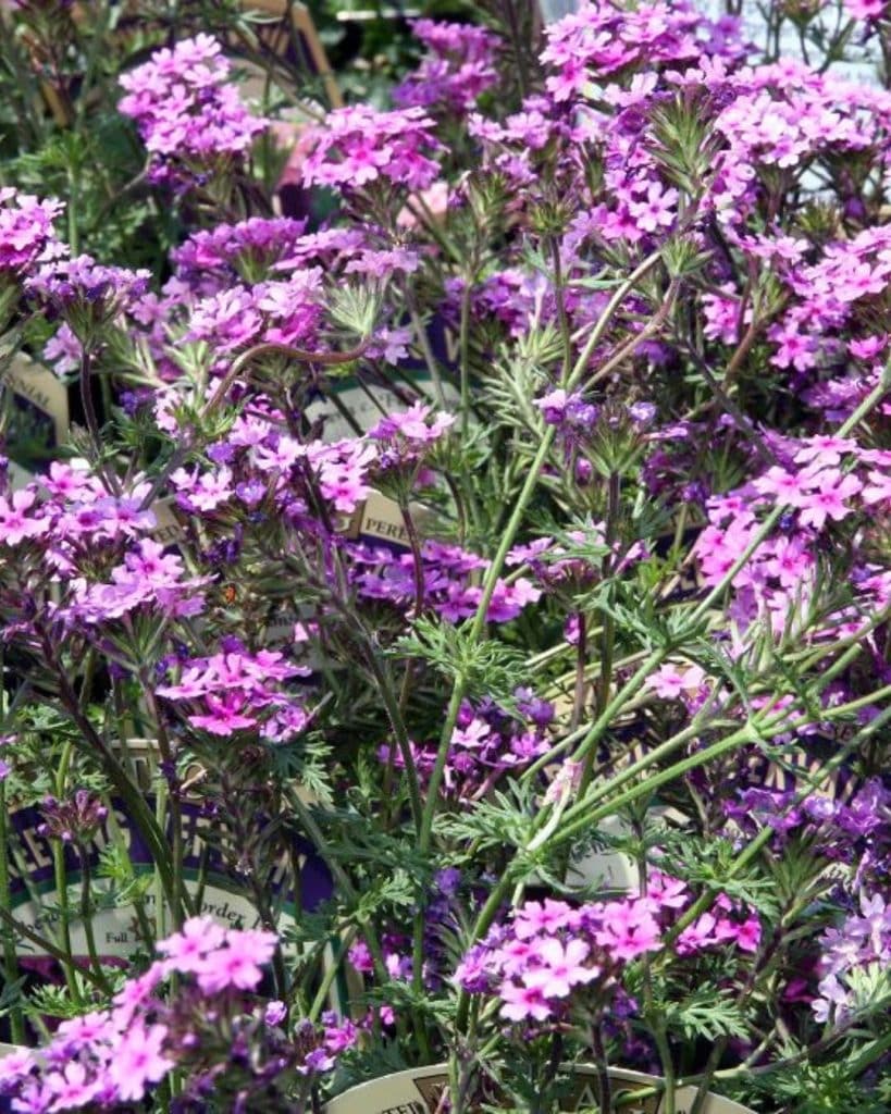 Homestead Purple Verbena (Verbena canadensis ‘Homestead Purple’)