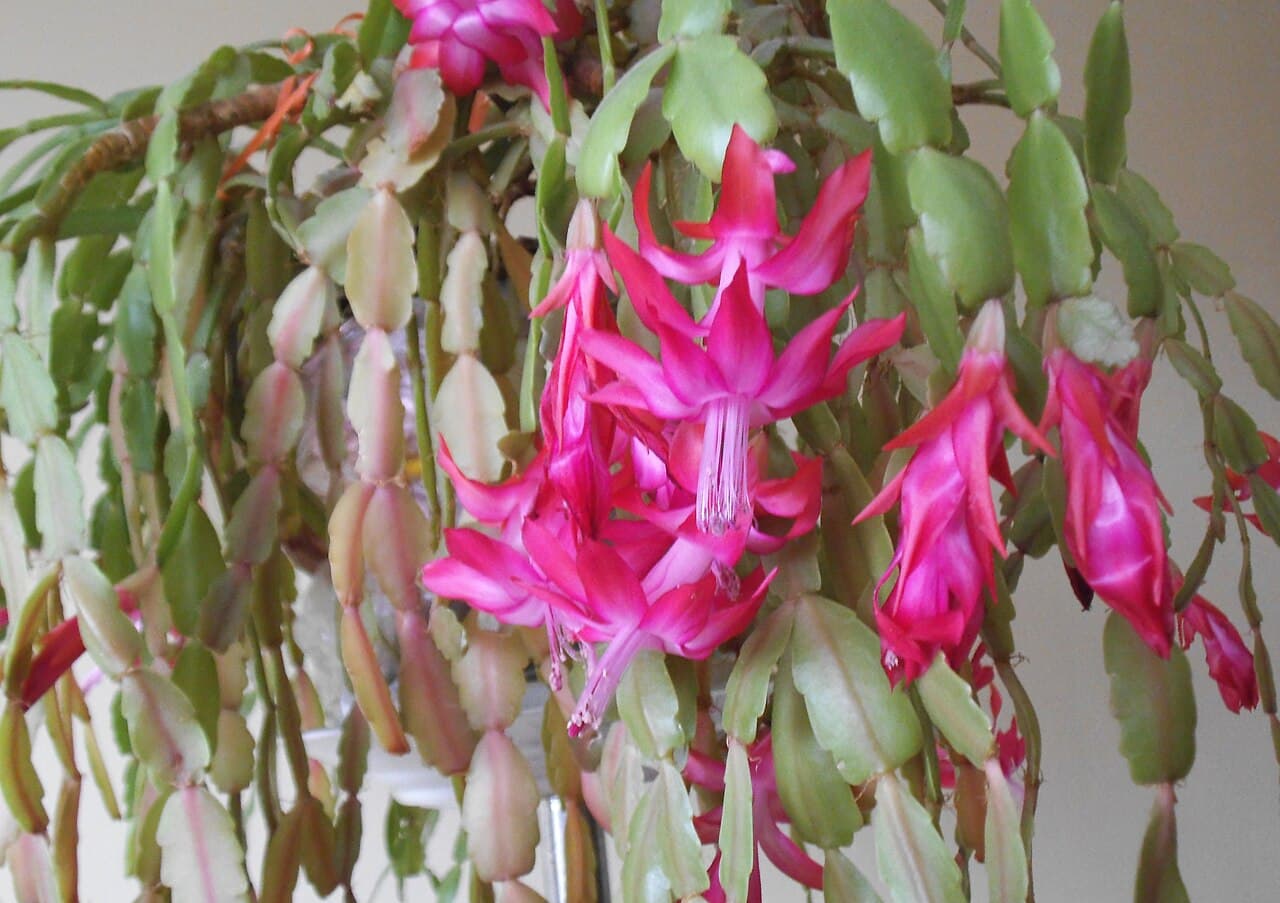 Mature Christmas cactus with arching rounded segments and bright pink flowers