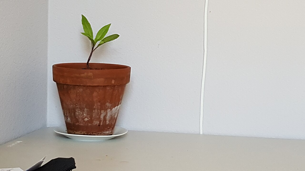 A small terracotta flowerpot sitting in a white saucer