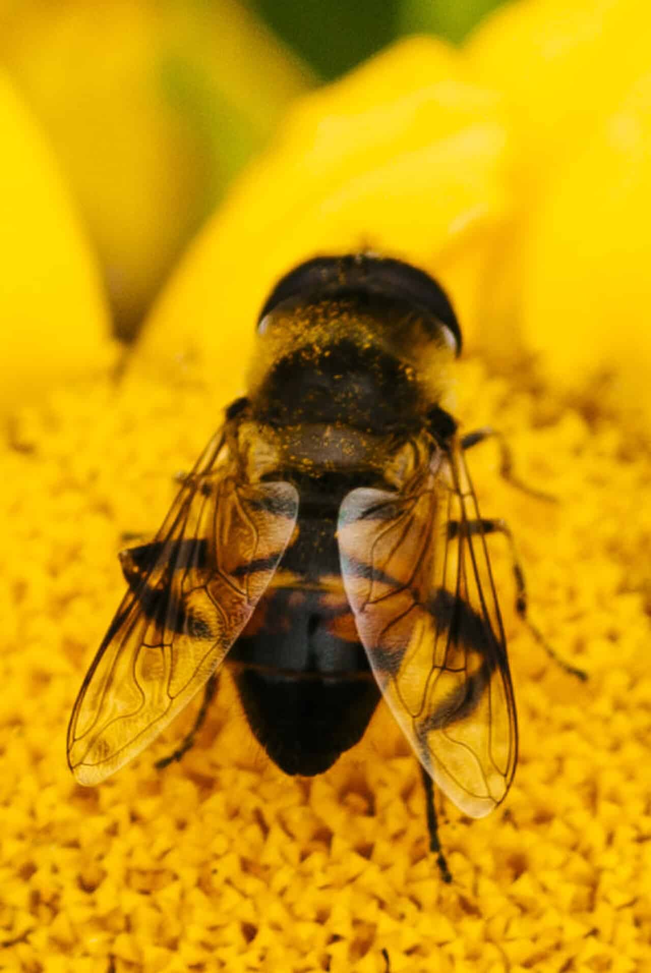 Close view of a dark hover fly resting on the center of a yellow flower