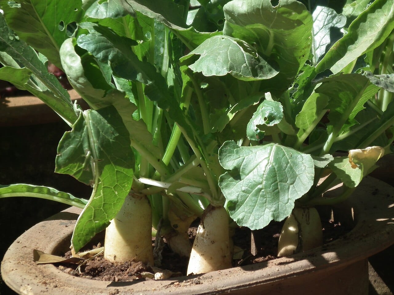 Several white radishes growing together with leafy green tops