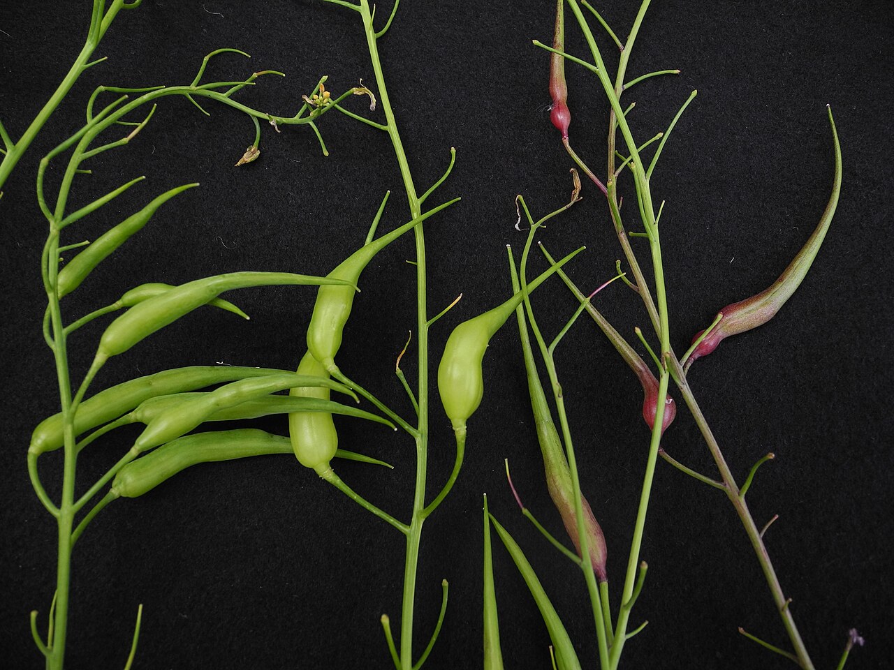 Long red and green pods growing on a rat-tail radish plant