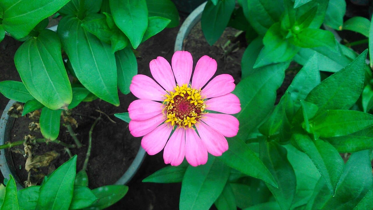 Pink zinnia flower viewed from above among green foliage