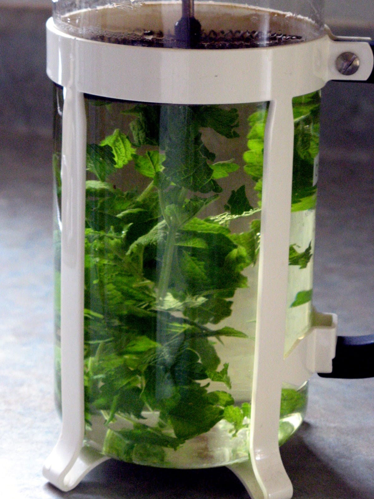 Fresh lemon balm leaves steeping in hot water inside a glass French press