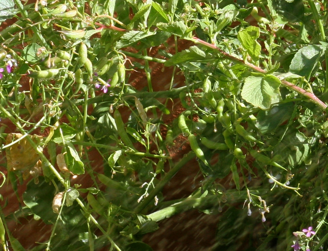 A radish plant carrying a large cluster of plump green seed pods
