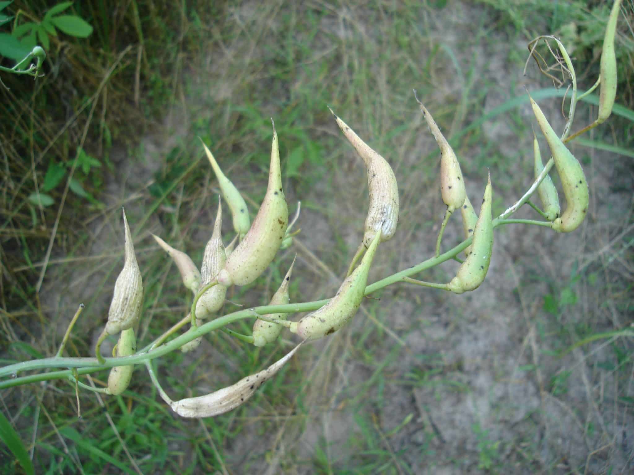 Green and tan radish seed pods hanging from branching stems