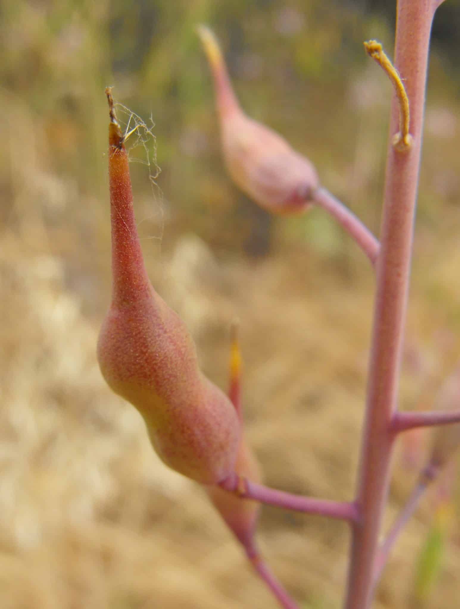 Close view of reddish-purple radish seed pods developing on a plant