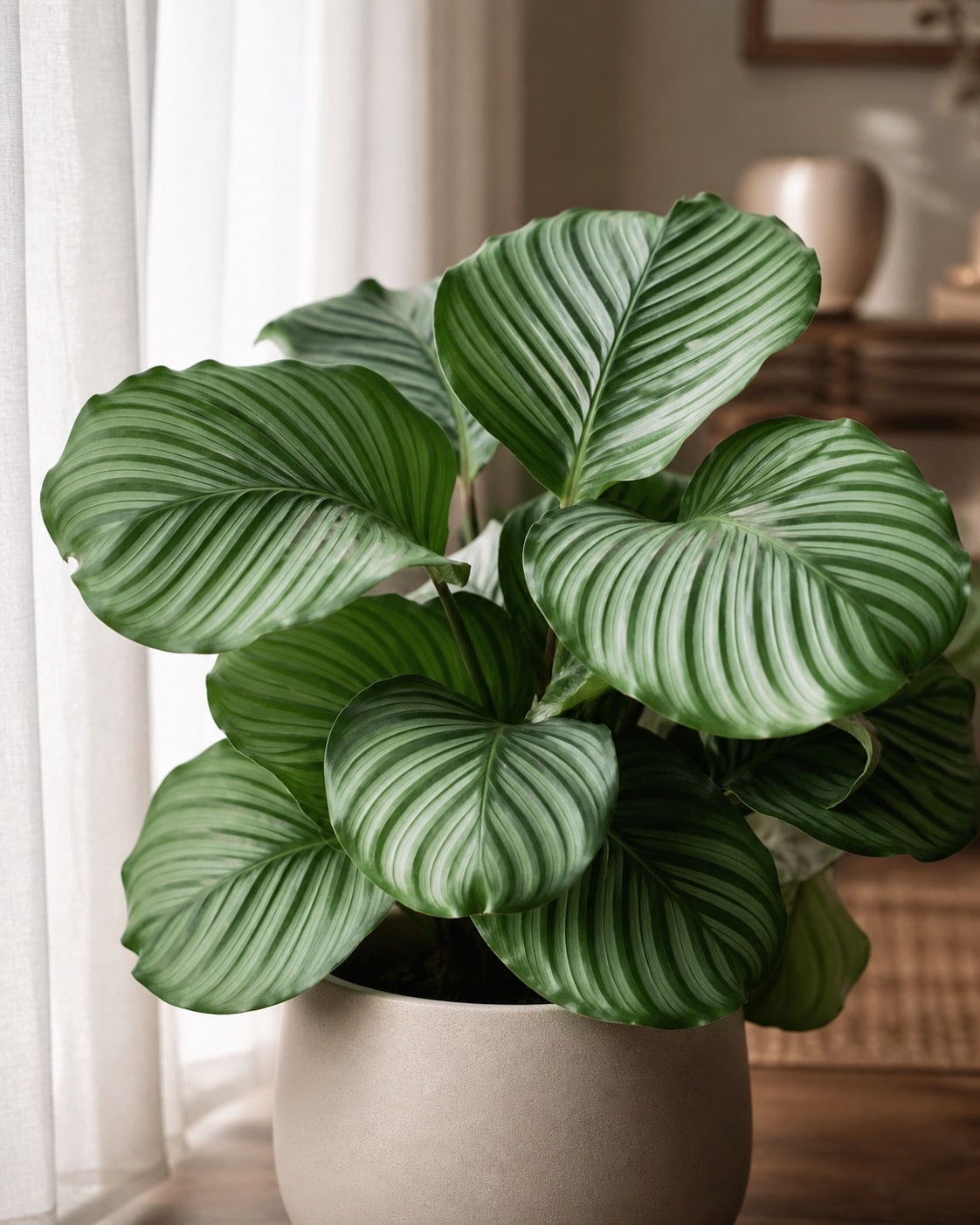 Calathea with striped leaves indoors