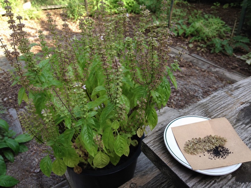 Mature basil plant with dried flower spikes and saved basil seeds on a paper envelope